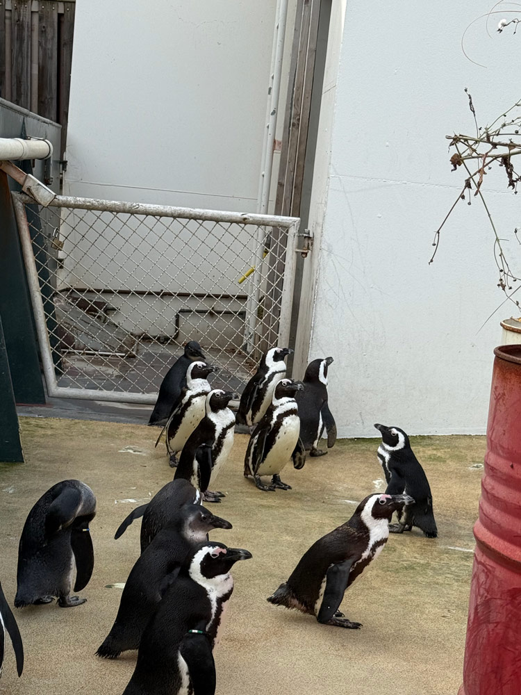 Pinguine