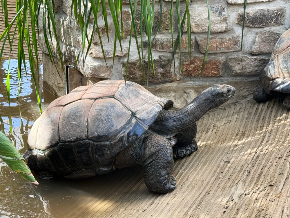 Schildkröte