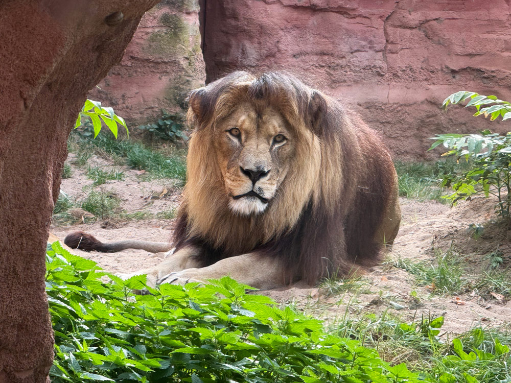 Du betrachtest gerade Ausflug in den Zoo